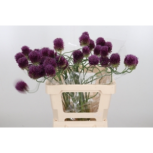 Allium Dancing Tancho
