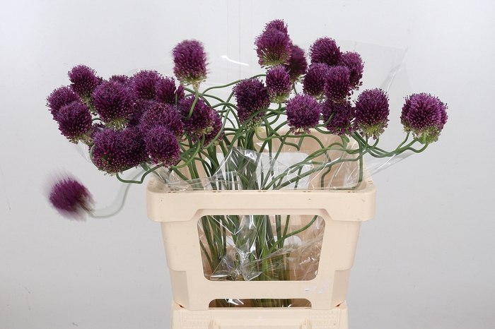 <h4>Allium Dancing Tancho</h4>