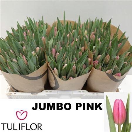 <h4>Tu En Jumbo Pink</h4>