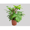 PHILODENDRON SQUAMIFERUM P30