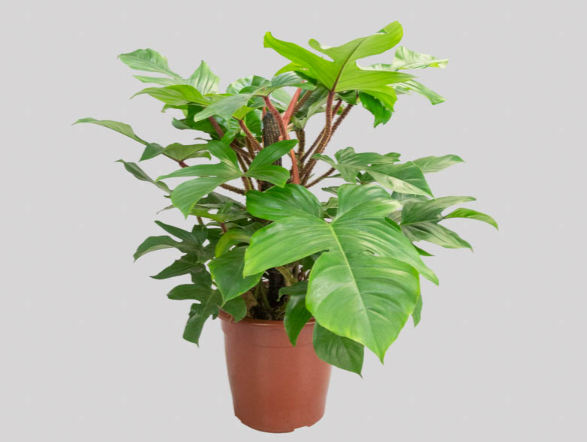 <h4>PHILODENDRON SQUAMIFERUM P30</h4>
