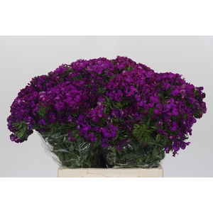 Dianthus Br Amazon Neon Purple