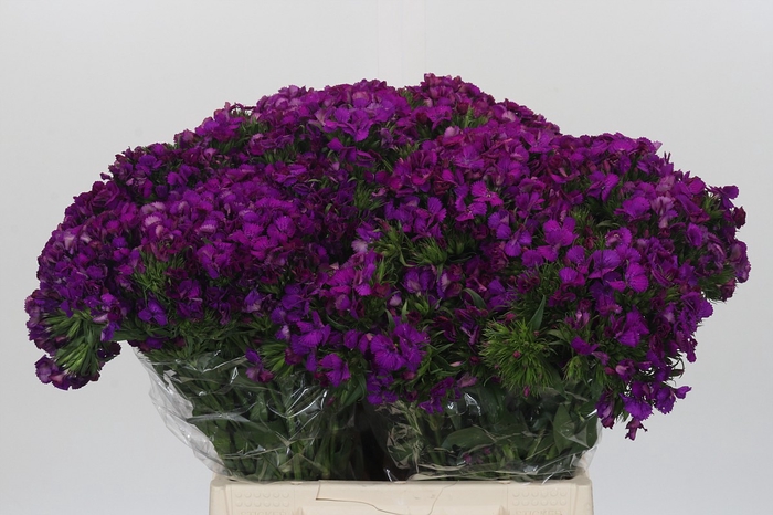 <h4>Dianthus Br Amazon Neon Purple</h4>
