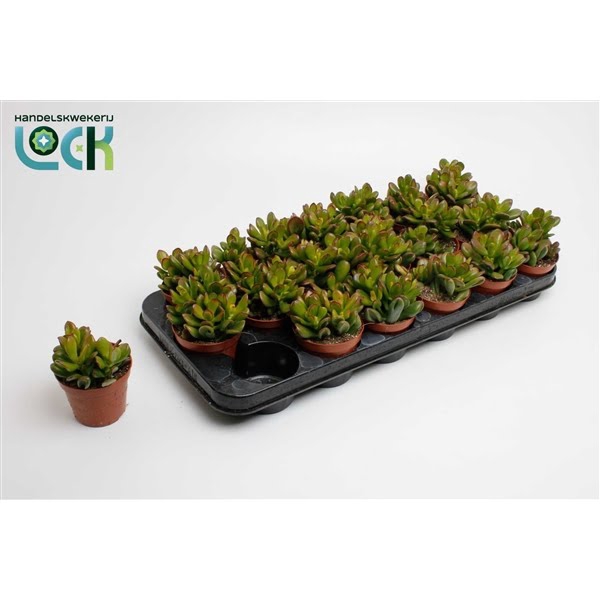 <h4>Crassula Convoluta</h4>