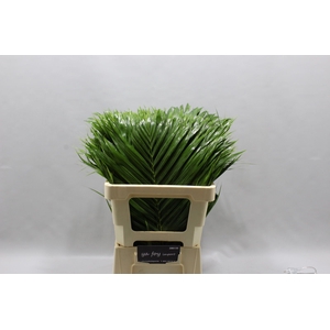 ARECA