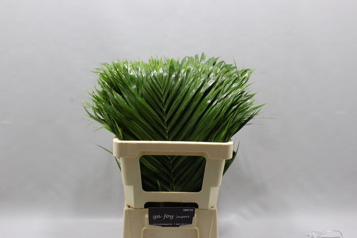 <h4>ARECA</h4>