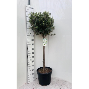 Olea europaea on stem