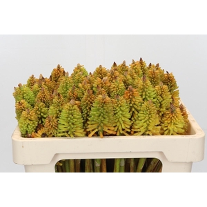 Kniphofia Eycone Peach