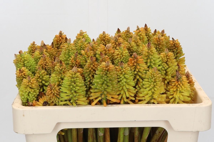 <h4>Kniphofia Eycone Peach</h4>