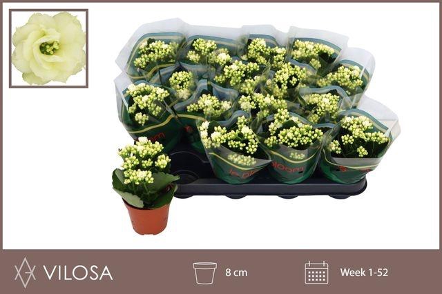 <h4>Kal Ge Whites White</h4>