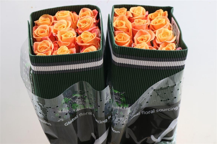 <h4>R Gr Orange Crown</h4>