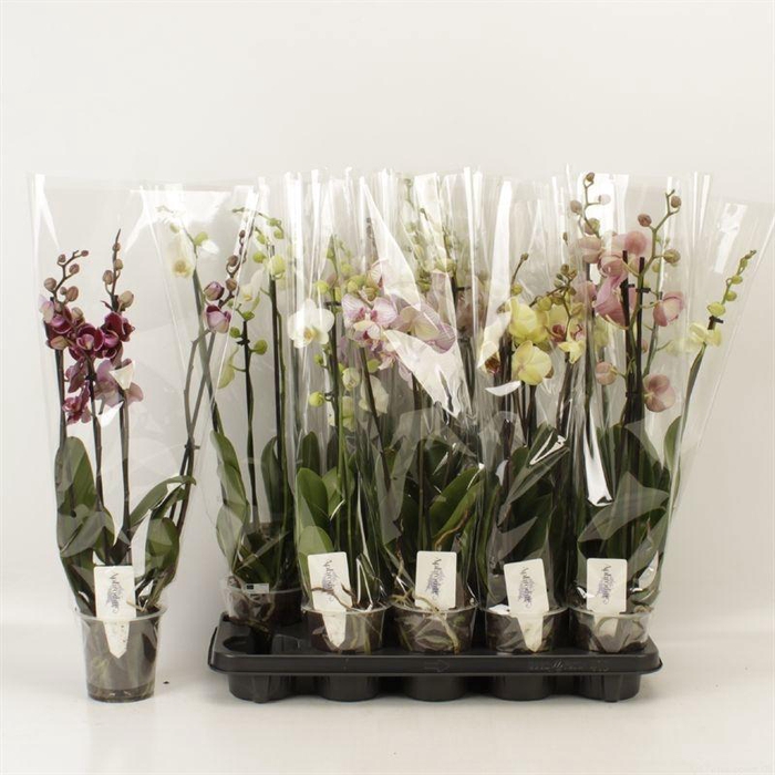 <h4>PHAL GEM 5 KL</h4>