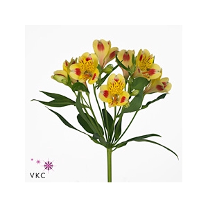 ALSTROEMERIA BALI - 60 CM