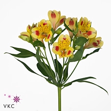 ALSTROEMERIA BALI - 60 CM