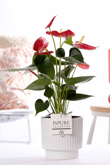 <h4>Anthurium red (Micra) in P&PUREIvy ceramics shiny white</h4>
