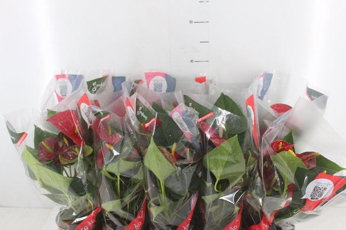 ANTHURIUM RED SUCCESS P12