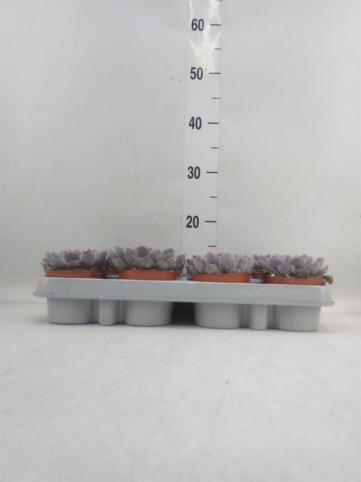 <h4>Echeveria  'Orion'</h4>