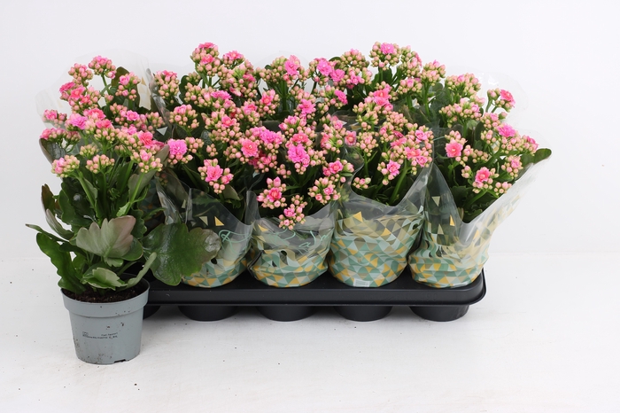 <h4>KAL GE AFRICAN JUNE</h4>