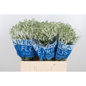 Veron Smart Wave Spray