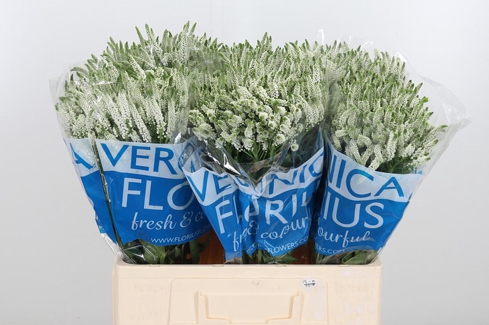 <h4>Veron Smart Wave Spray</h4>