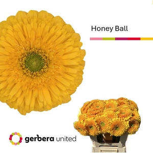 Gerbera Pomponi Honey Ball Water x40