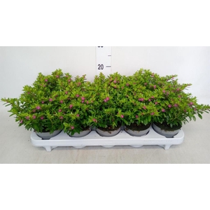 Cuphea hyssop.