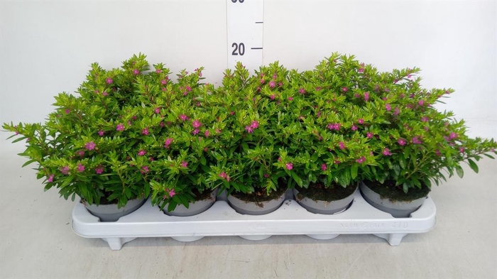 <h4>Cuphea hyssop.</h4>