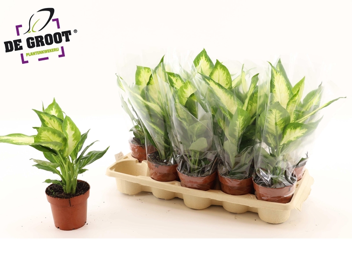 <h4>DIEFF COMPACTA</h4>