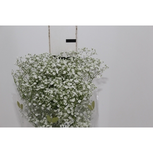 GYPSOPHILA DYNAMIC LOVE 070 CM MIN 250 GRAMAS