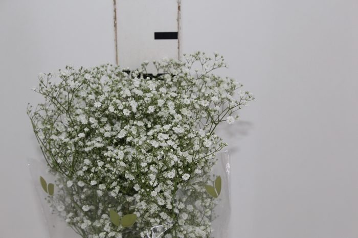 <h4>GYPSOPHILA DYNAMIC LOVE 070 CM MIN 250 GRAMAS</h4>