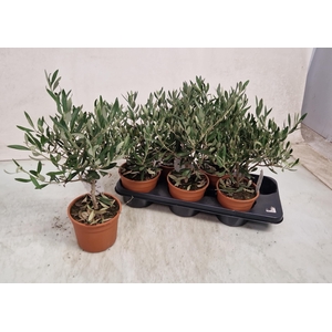 OLEA EUROPAEA