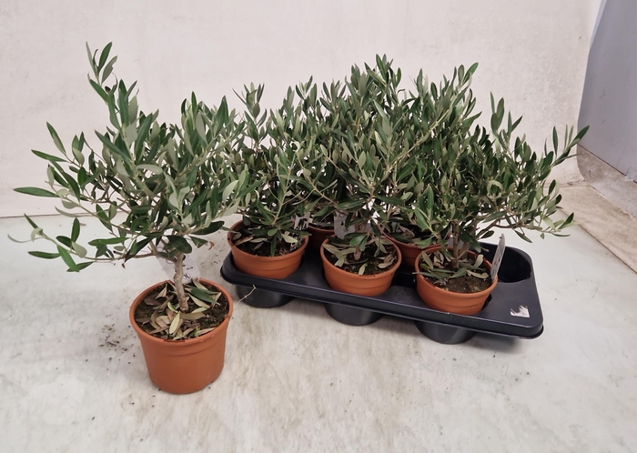 <h4>OLEA EUROPAEA</h4>