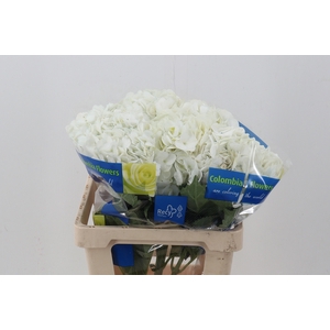 Hydr White Jumbo
