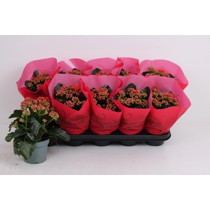 KALAN CALAN PERFECTA RED P12