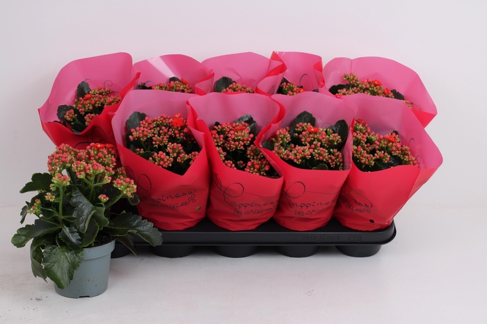 <h4>KALAN CALAN PERFECTA RED P12</h4>