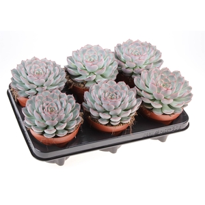 Echeveria   ...