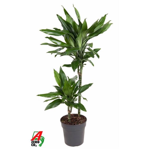 <h4>Dracaena fragrans Deremensis Grp 'Janet Lind'</h4>