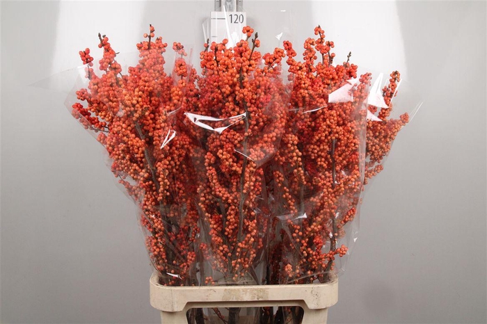 <h4>Ilex Ve Winter Gold</h4>