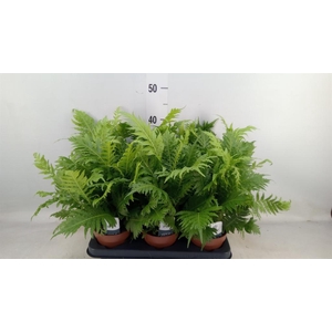 Blechnum gibbum 'Silver Lady'