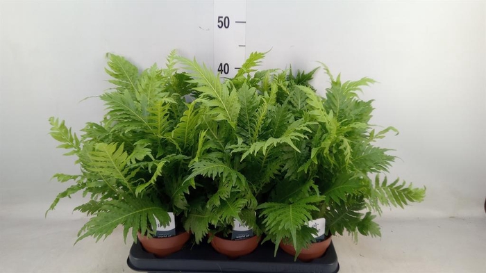 <h4>Blechnum gibbum 'Silver Lady'</h4>