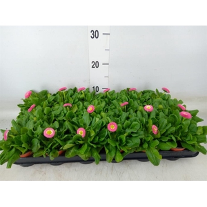 Bellis perennis 'Rusher Rose'