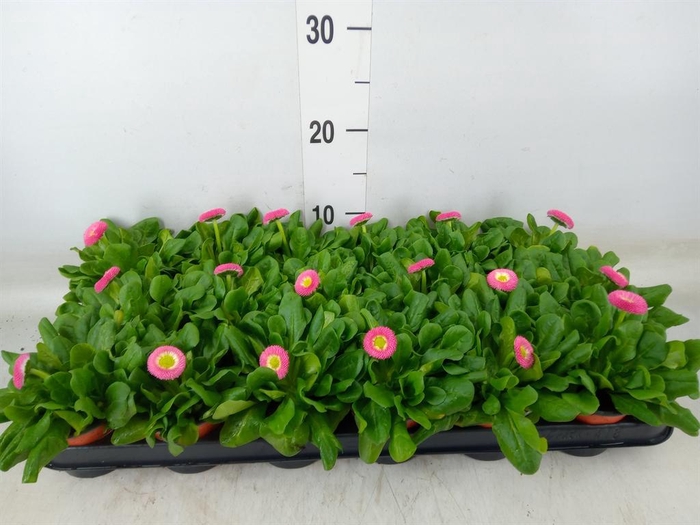 <h4>Bellis perennis 'Rusher Rose'</h4>