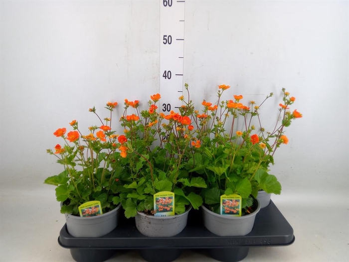 <h4>Geum coccineum 'Borisii'</h4>