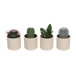 CACTACEAE p6 L 67529