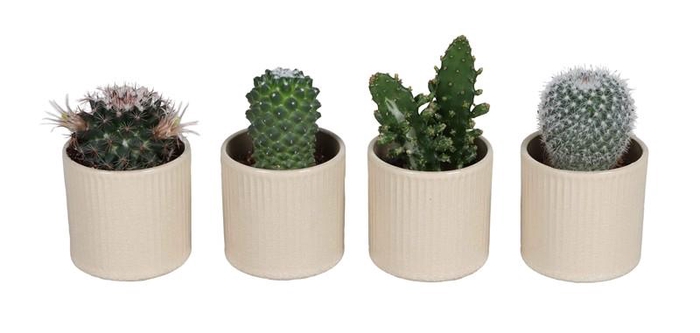 <h4>CACTACEAE p6 L 67529</h4>