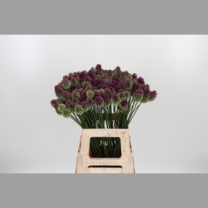 Allium Sphaerocephal (kogel)
