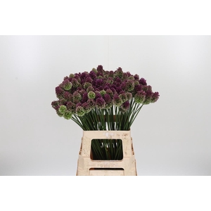 Allium Sphaerocephal (kogel)