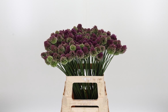<h4>Allium Sphaerocephal (kogel)</h4>