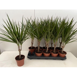 Dracaena Marginata