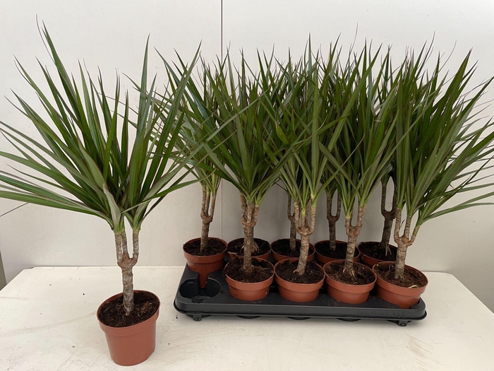 <h4>Dracaena Marginata</h4>